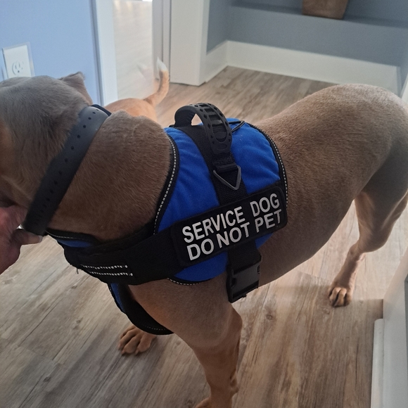 REAL SERVICE DOG VEST - Picture 3 of 4
